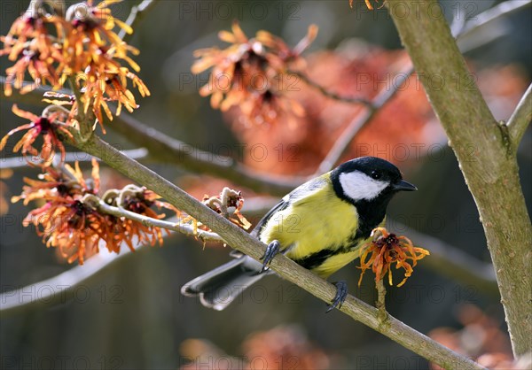 Great Tit (Parus major) perched on flowering witch hazel (Hamamelis x intermedia Jelena)