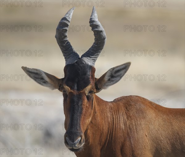 South African Red Hartebeest (Alcelaphus buselaphus Camaa)