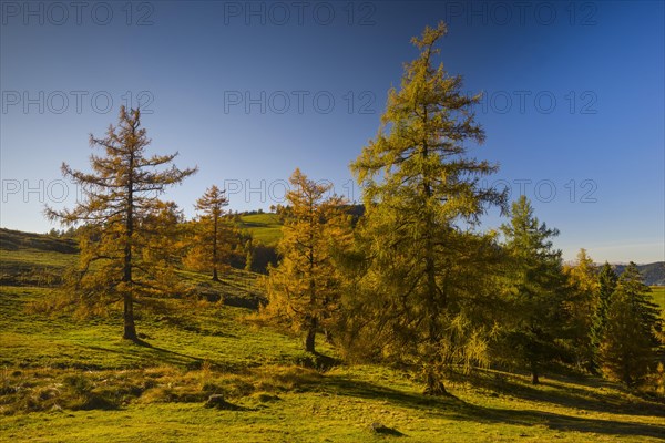 Larch (Larix) in autumn