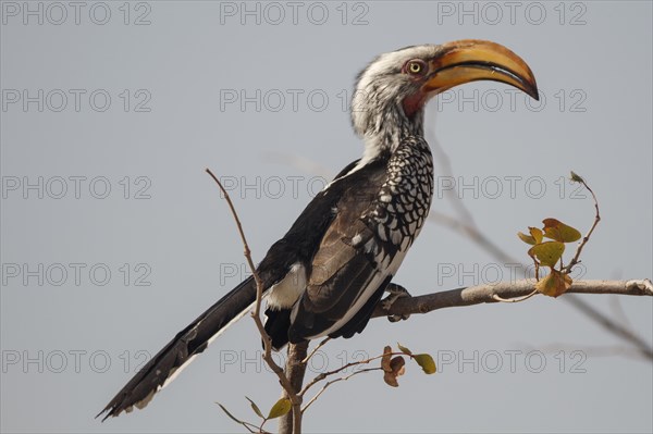 Southern Yellow-billed Hornbill (Tockus leucomelas)