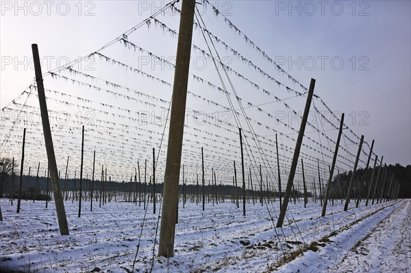 Hop poles in winter