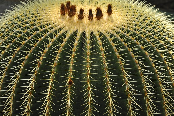 Golden Barrel Cactus or Mother-in-Law's Cushion (Echinocactus grusonii)