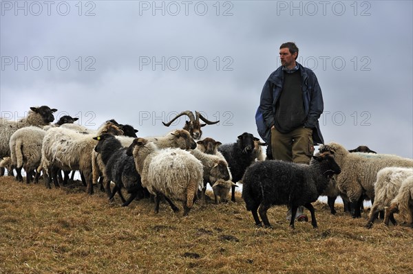 Young farmer looking after his sheep