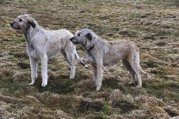 Two Irish Wolfhound crossbreeds standing on a pasture