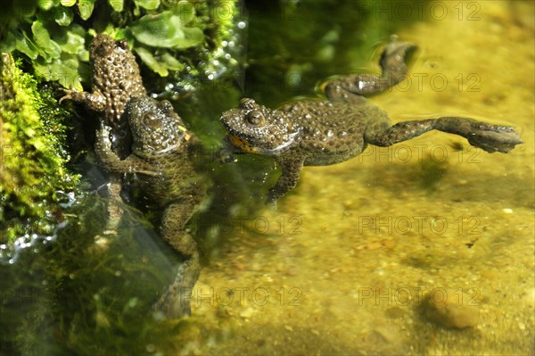 Copulating Yellow-Bellied Toads (Bombina variegata) in a terrarium