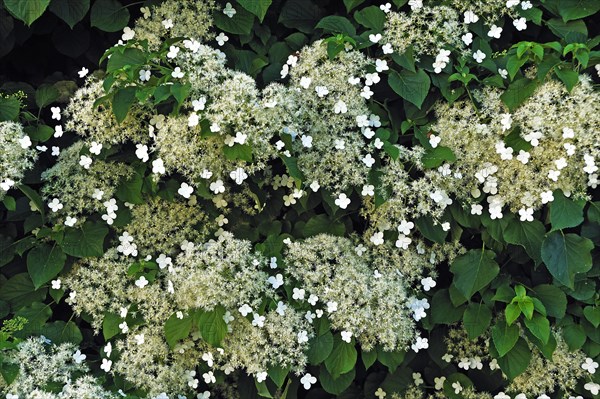 Flowers of Climbing Hydrangea (Hydrangea petiolaris)