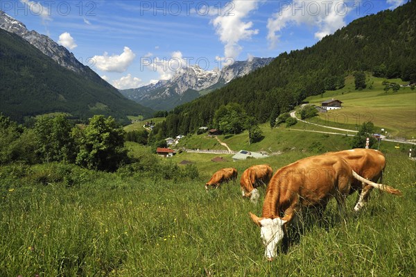 Grazing cows on a meadow in the Berchtesgaden Alps