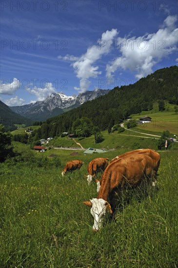 Grazing cows on a meadow in the Berchtesgaden Alps