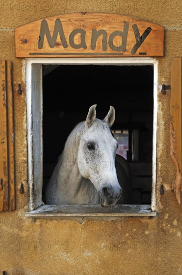 A dapple gray looking out a barn window