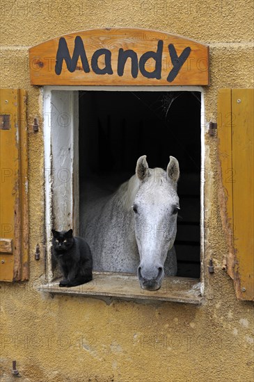 A dapple gray looking out a barn window