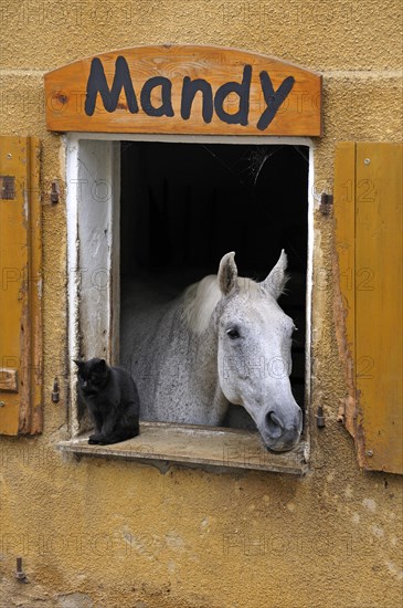 A dapple gray looking out a barn window