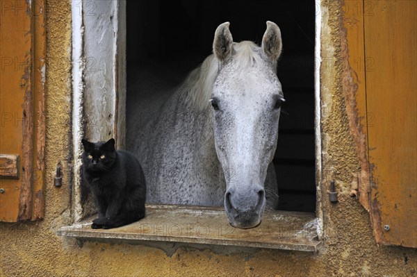 A dapple gray looking out a barn window