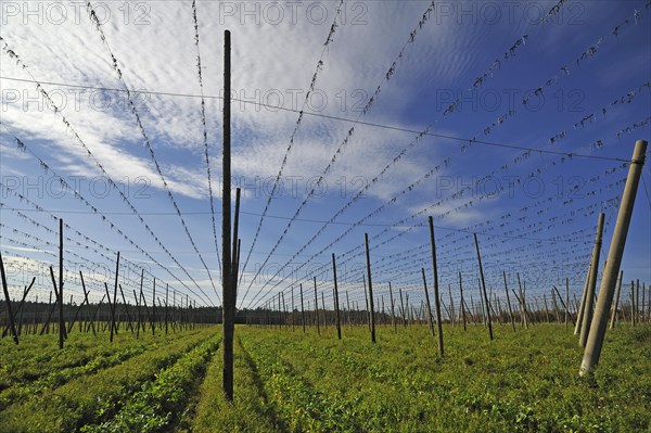 Hop poles and guy wires