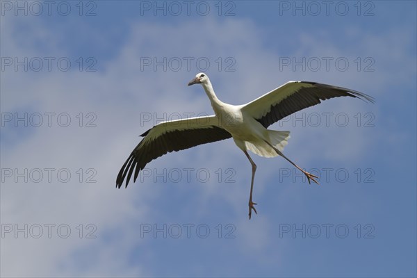 Young White Stork (Ciconia ciconia) during its first flight exercises