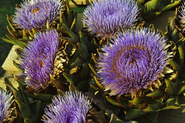 Flowering artichokes (Cynara cardunculus
