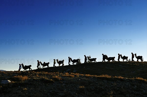 Llama tour on Hochstein Mountain in the Defregger Group