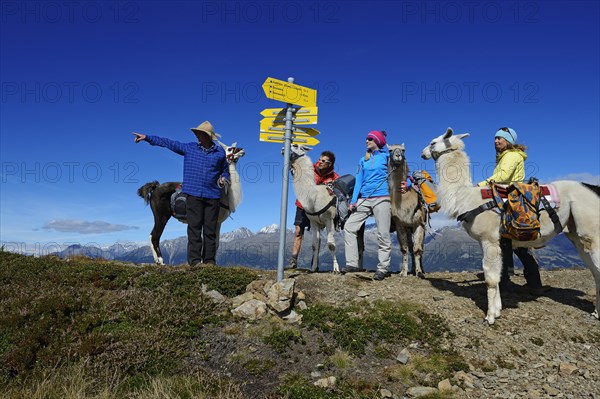 Llama tour at the summit of Boeses Weibele Mountain in the Defregger Group