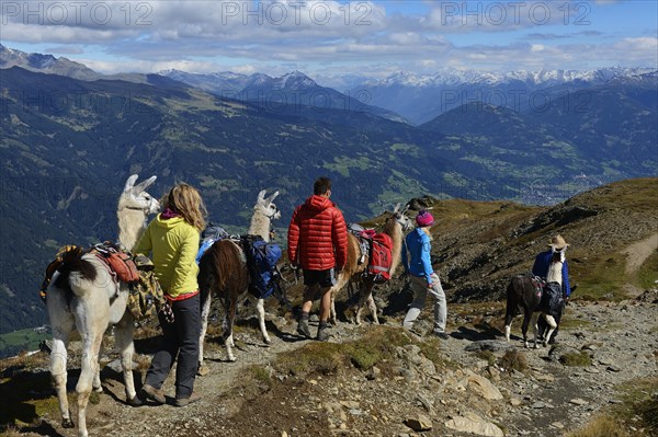 Llama tour at the summit of Boeses Weibele Mountain in the Defregger Group