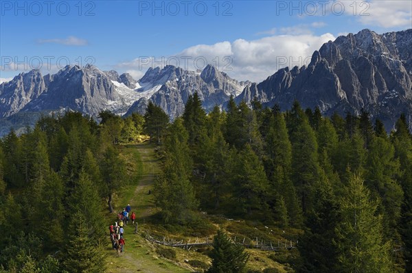 Hickers with llamas during a llama tour near Hochsteinhuette mountain hut