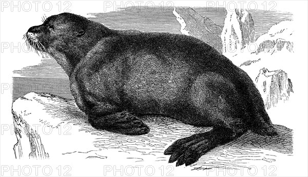 Sea Lion (Otaria ursina)