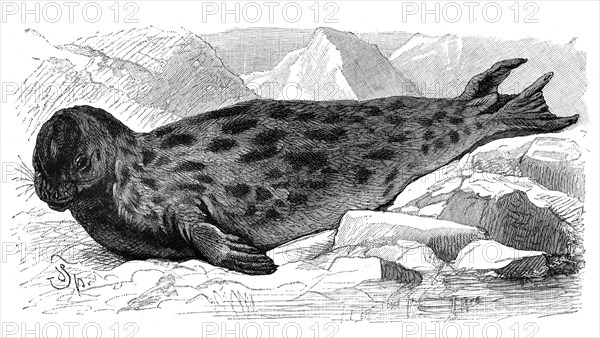 Hooded Seal (Cystophora cristata)