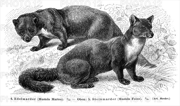 Marten (Mustela martes) and Stone Marten (Mustela foina)