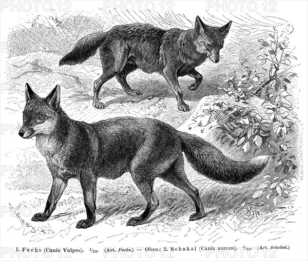 Fox (Canis vulpes) and Jackal (Canis aureus)