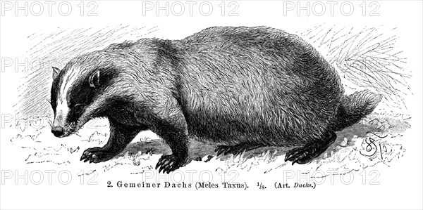 Common Badger (Meles taxus)