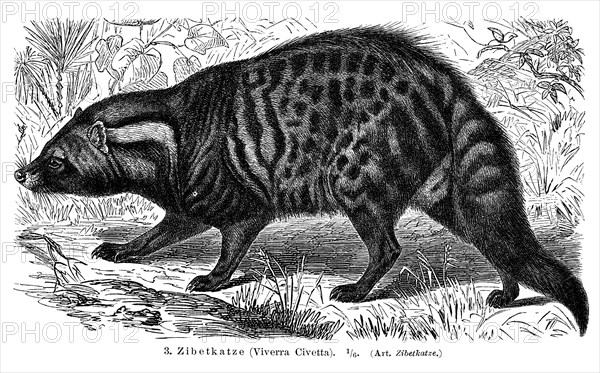 Civet (Viverra civetta)