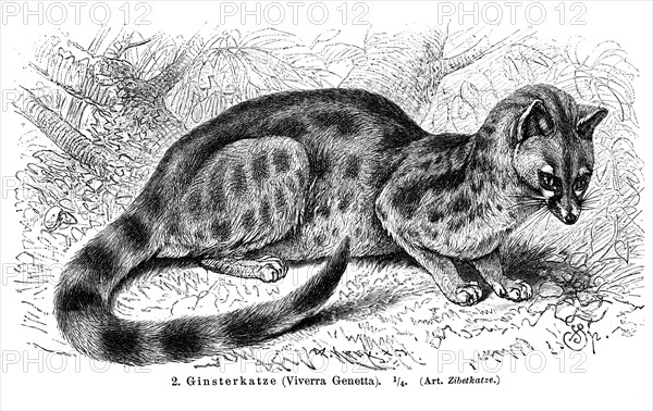 Genet (Viverra genetta)