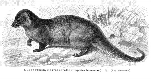 Ichneumon or Egyptian Mongoose (Herpestes ichneumon)