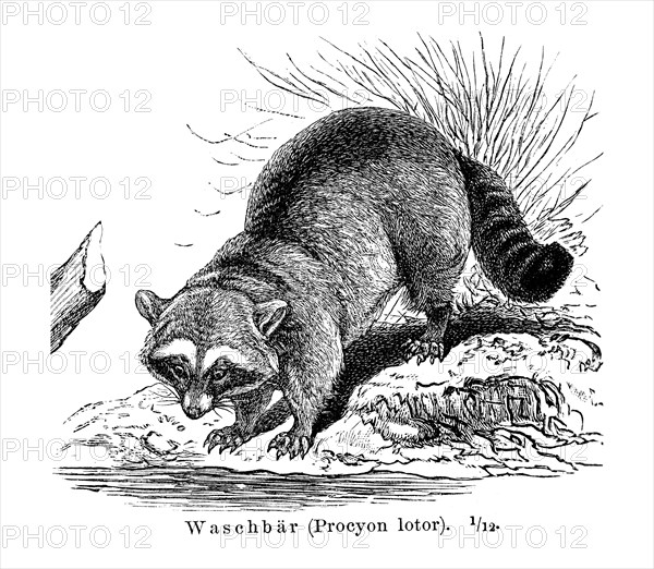 Raccoon (Procyon lotor)