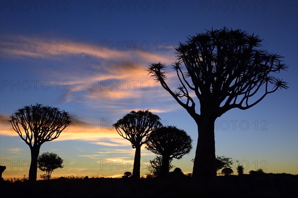 Quiver Trees or Kokerbooms (Aloe dichotoma)