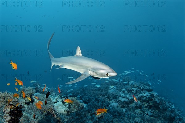 Common Thresher Shark (Alopias vulpinus) swimming above a coral reef