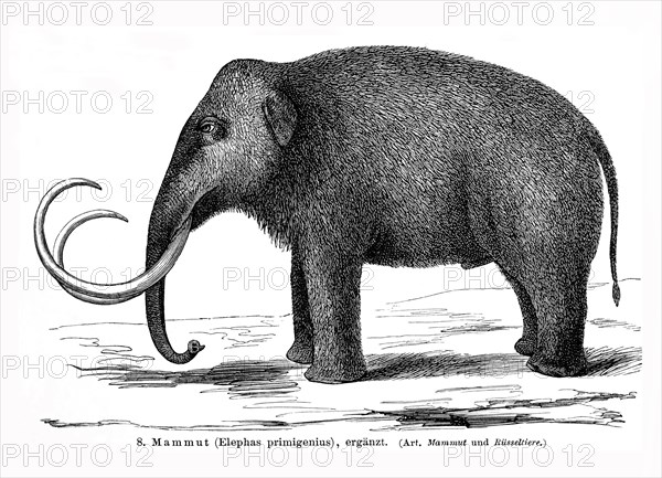 Illustration of a Mammoth (Elephas primigenius)