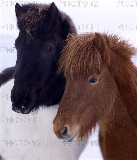 Icelandic Horses in the snow