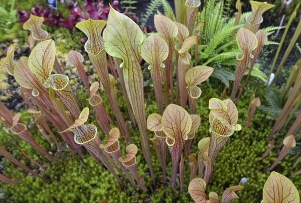 Purple Pitcherplant (Sarracenia purpurea)