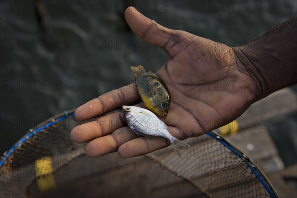 Hand of a fisherman with two small fish on his palm