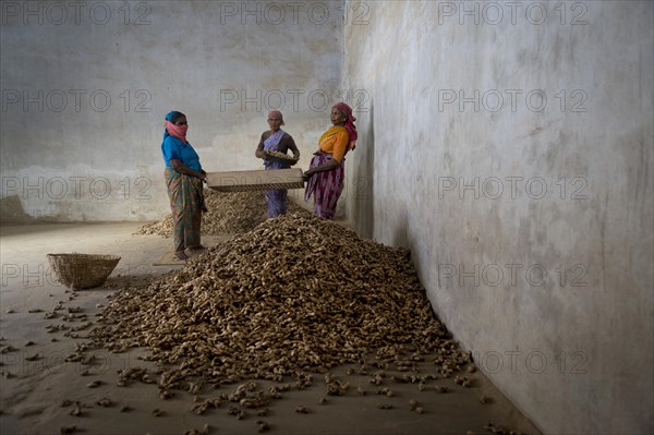 Women working in a spice store with ginger
