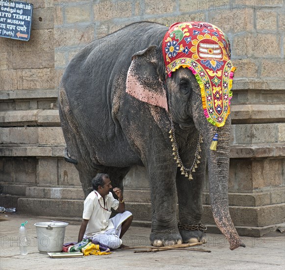 Decorated temple elephant and mahout