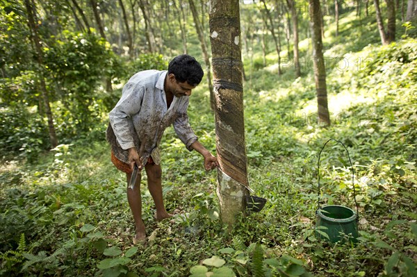 Man making an incision on a Rubber Tree (Hevea brasiliensis)