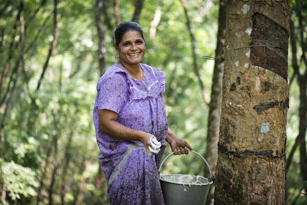 Woman standing at a Rubber Tree (Hevea brasiliensis) on a natural rubber plantation