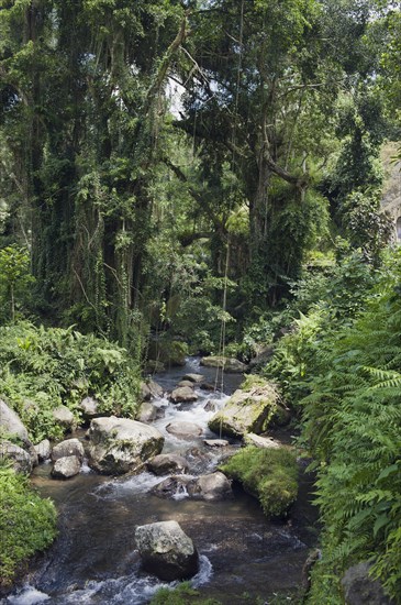 Pakrisan River flowing through the jungle of Gunung Kawi