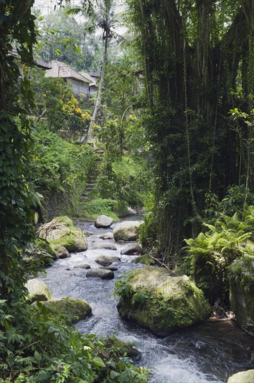 Pakrisan River flowing through the jungle of Gunung Kawi