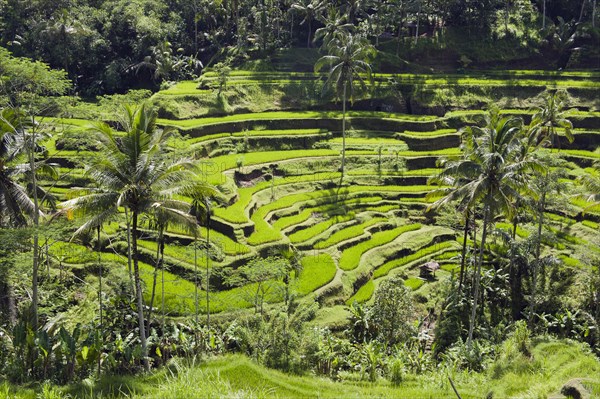 Rice terraces and coconut trees
