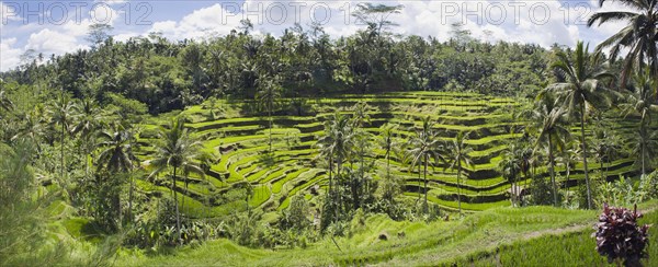 Rice terraces and coconut trees