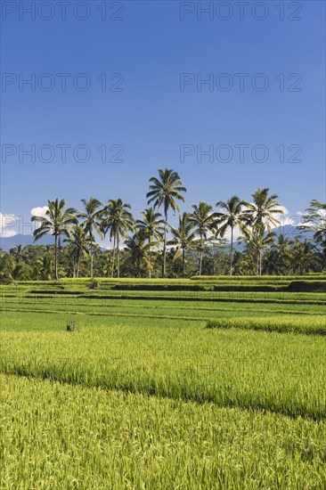 Rice paddies with coconut trees