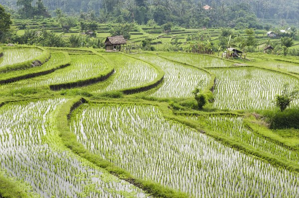 Rice terraces