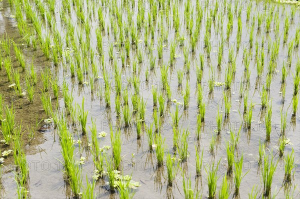 Rice plants in a rice paddy