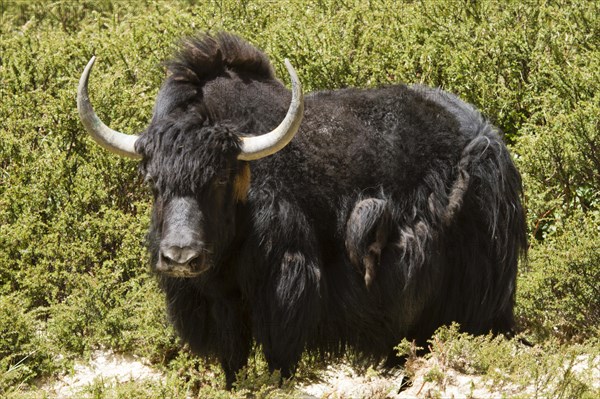 Yak (Bos Grunniens)